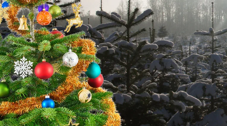 weihnachtsbaeume.de